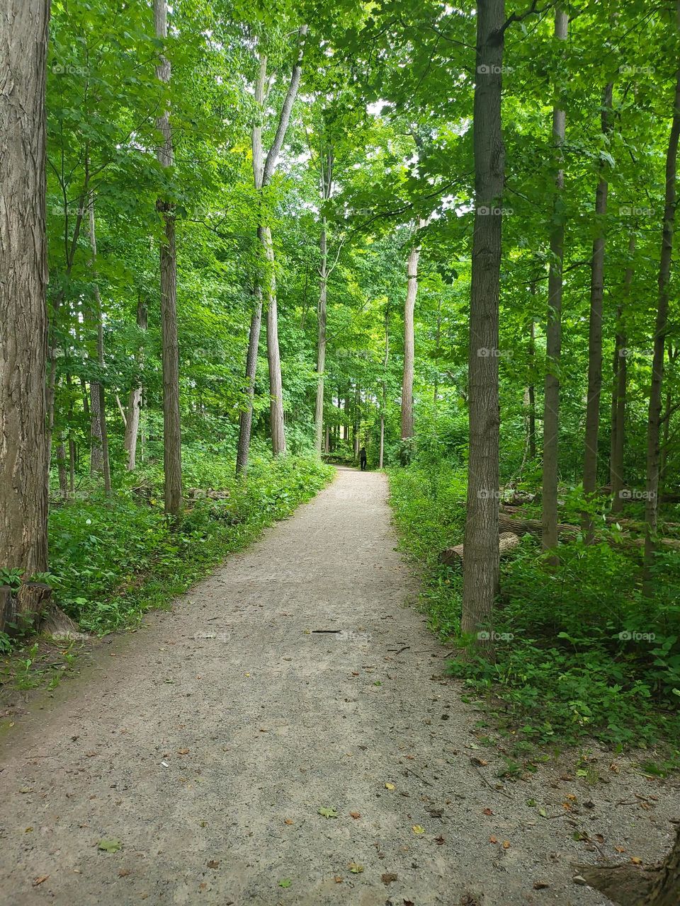 trees, summer, summer trails, greenery, nature, woods, forest, parks, conservation area, summer trips, tall trees