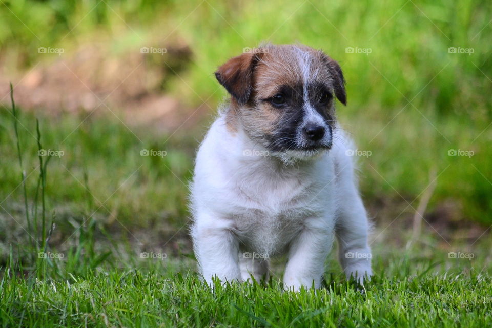 Cute puppy in grass