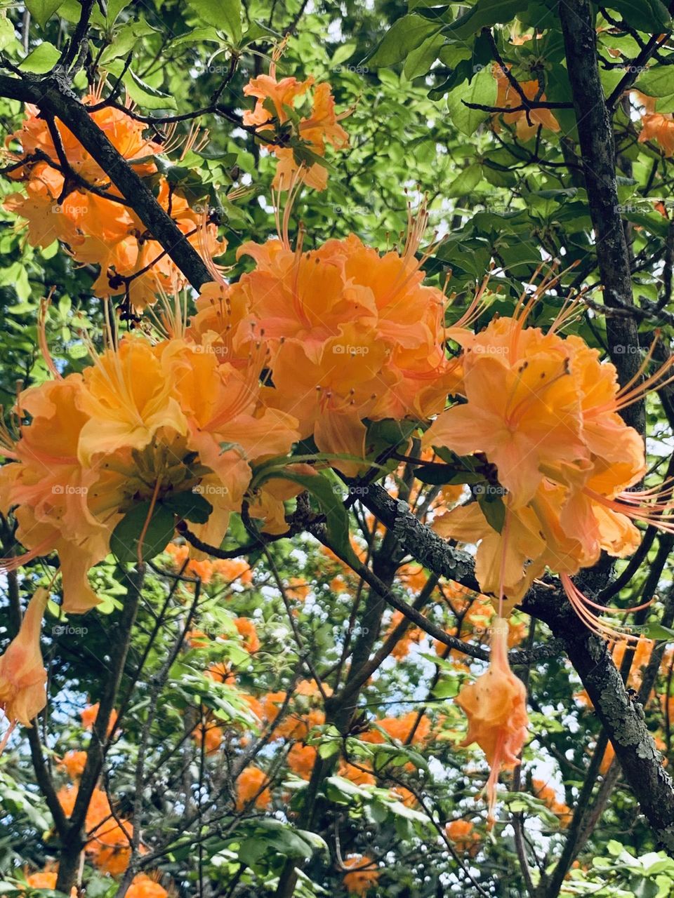 Full bloom of flame azalea 