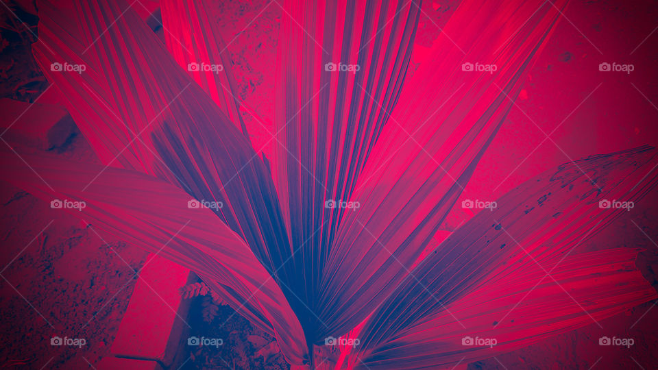 Background, magenta, vermelho.