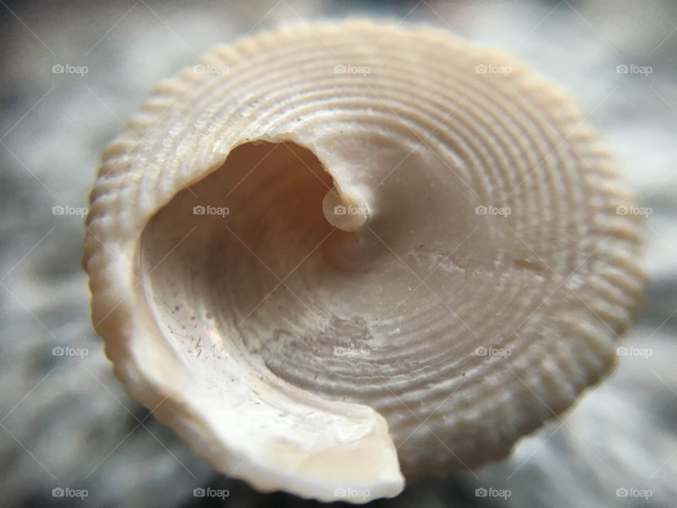Spiral patern on the little seashell 