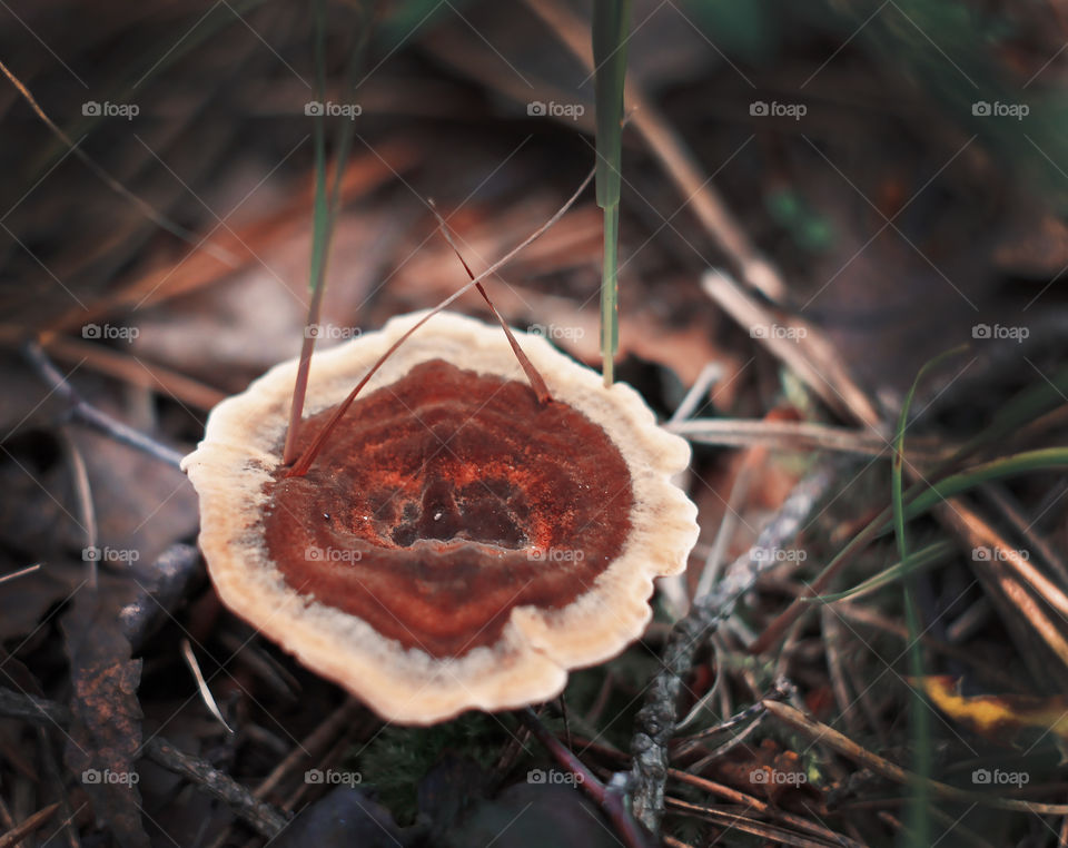 mushroom that looks like nest of birds