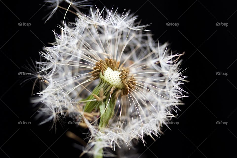 Dried dandelion flower on black background