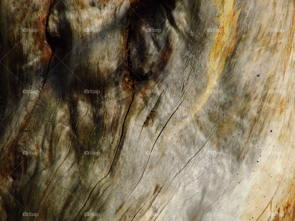 old wood or old Tree in nature