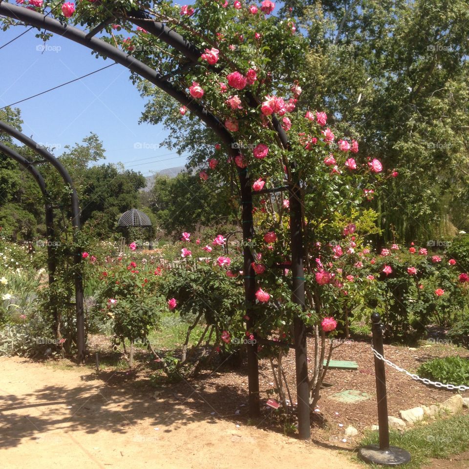 Trellis of roses
