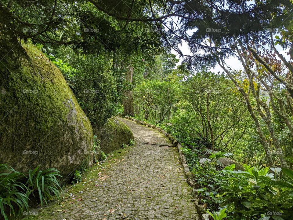 nature path surrounded by greenery. to the left, there's a large rock covered in moss. the scene is framed by trees
