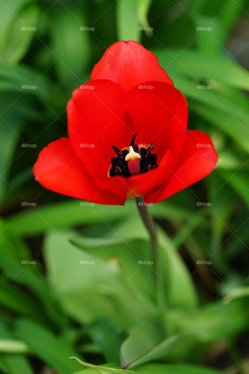 Red Bloom