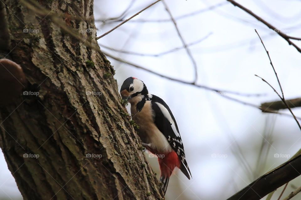 A typical German winter is depicted in this image, with sub-zero temperatures and no snow. The focus is on a woodpecker clinging to a tree. The scene conveys the cold and tranquility of the season.