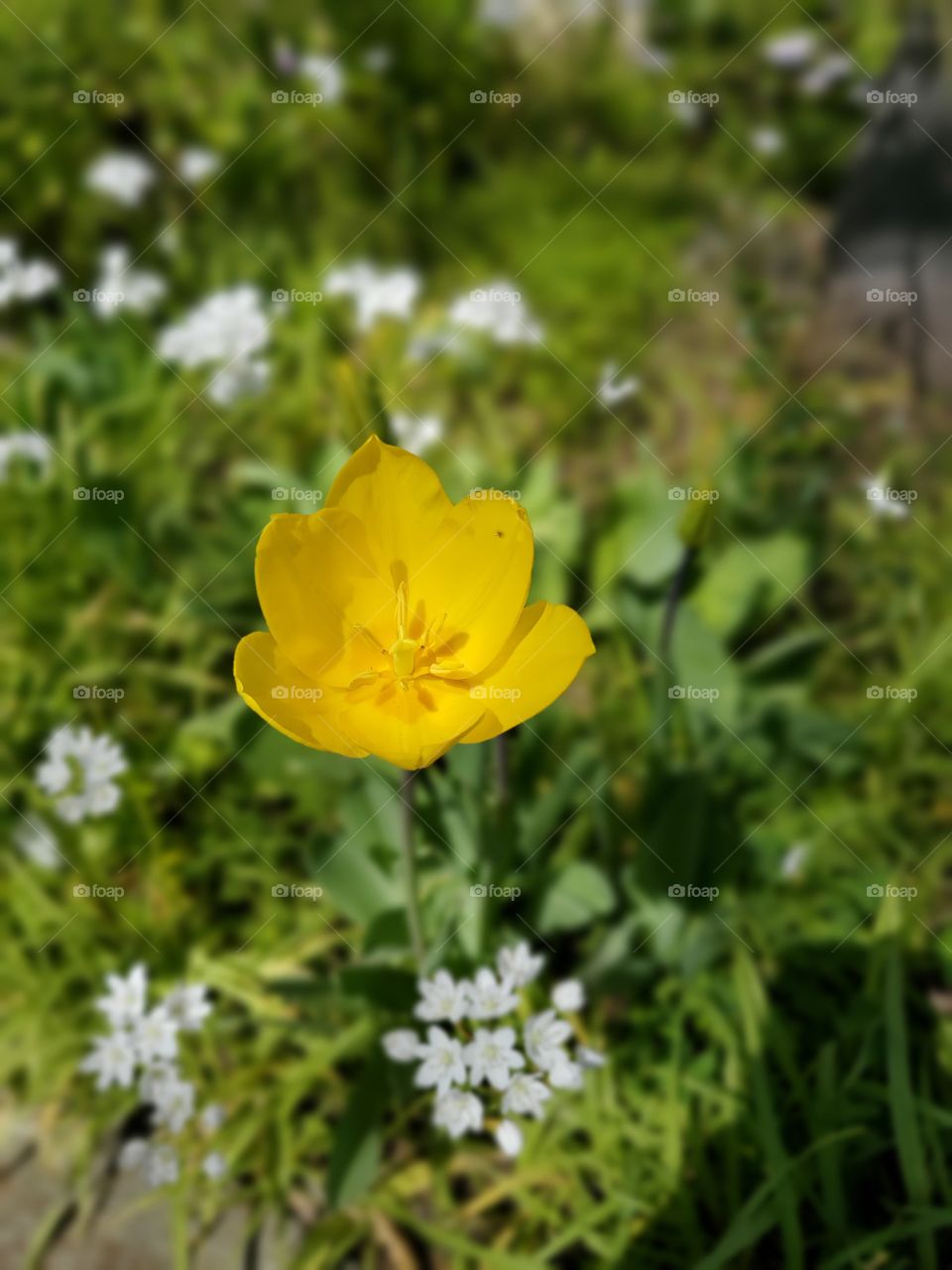 just a yellow flower