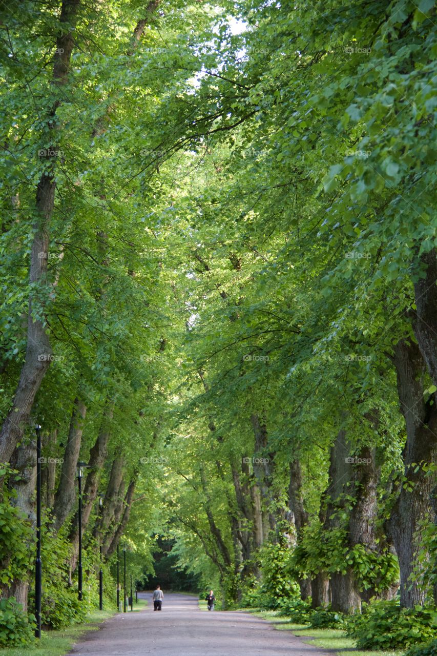 Trail in the woods . Trail in the woods 