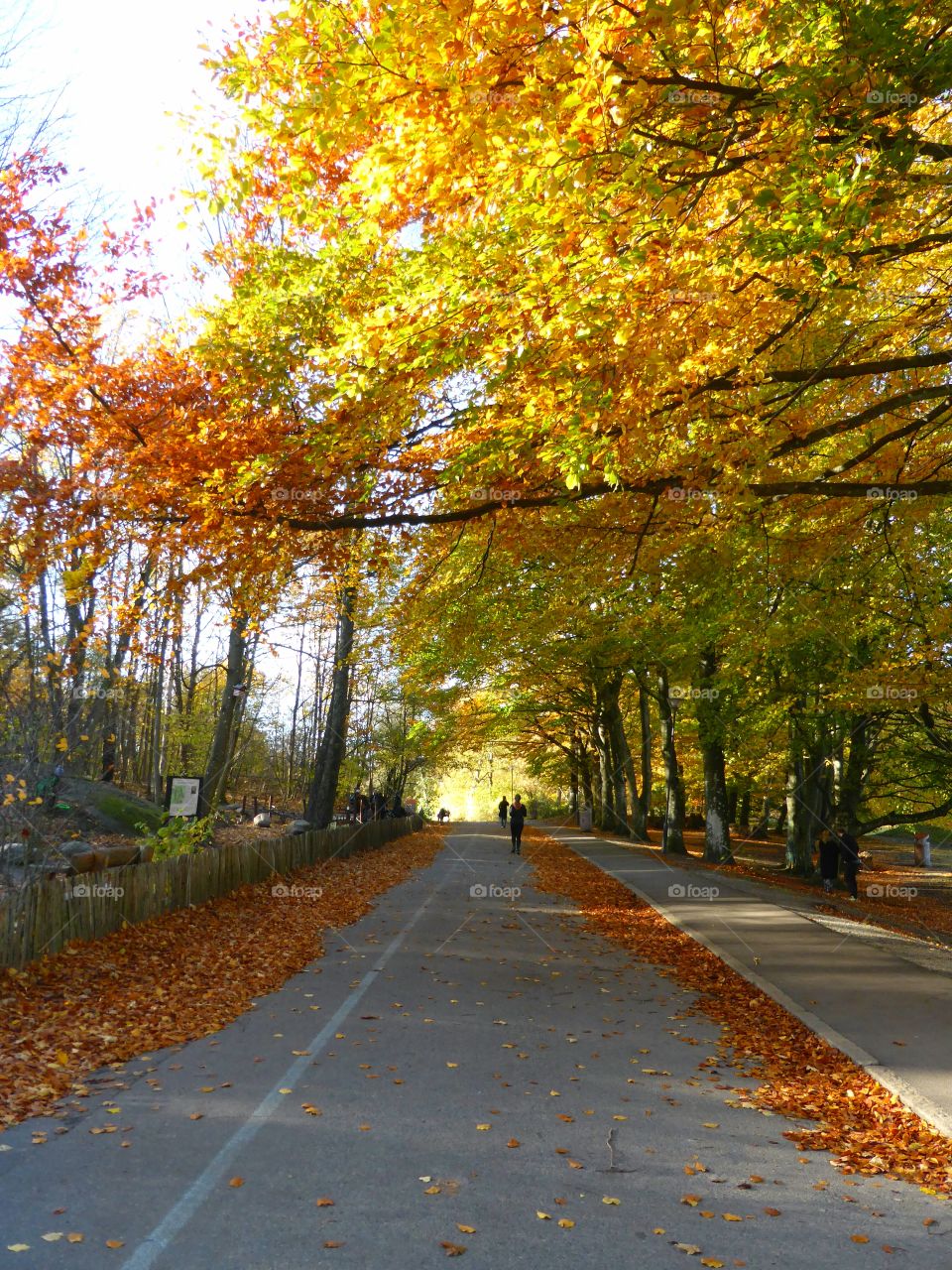 Colourful autumn day in Gothenburg Sweden
