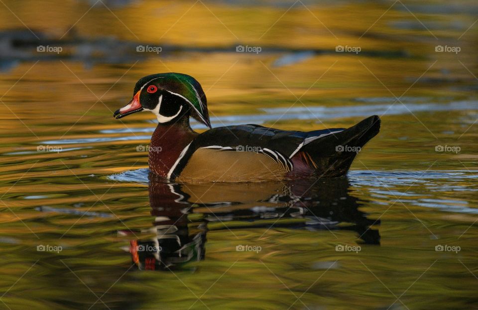 Wood duck