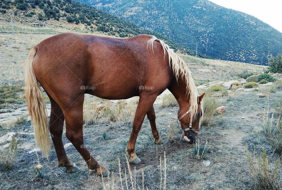 A purebred wild horse .