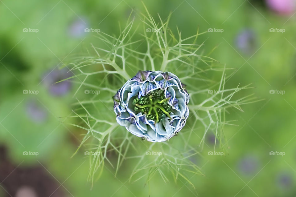 Spring flowers