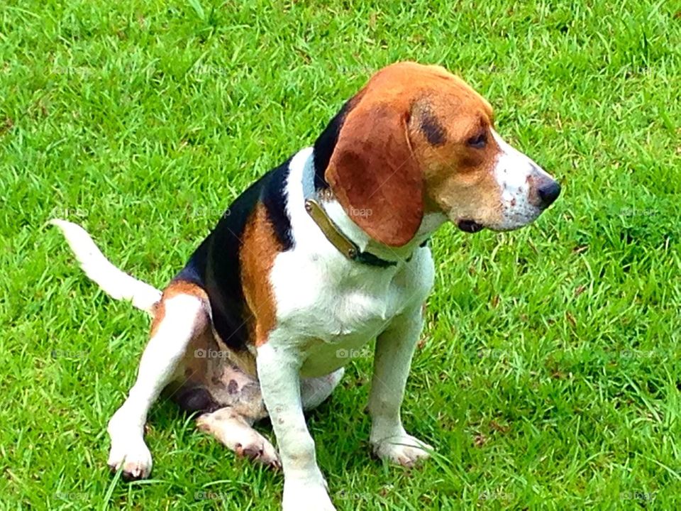 Bingo Beagle Thinking