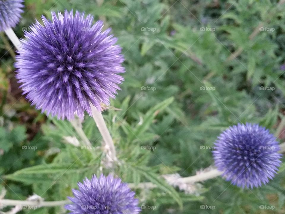 Globe Thistle Group. Walking on a summers eve