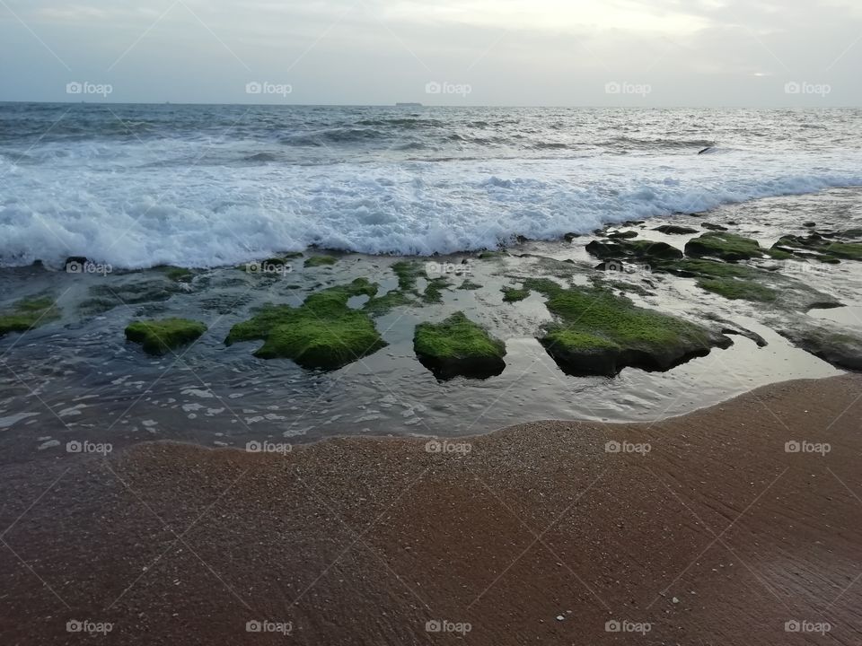 Sea weeds on the seashore