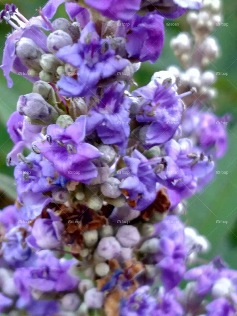 Nature, Flower, Flora, No Person, Summer