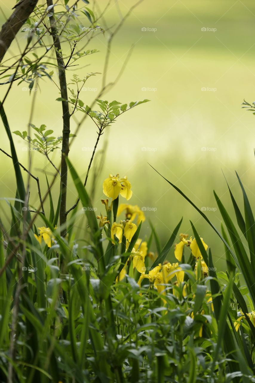 Yellow Iris Wild Flowers