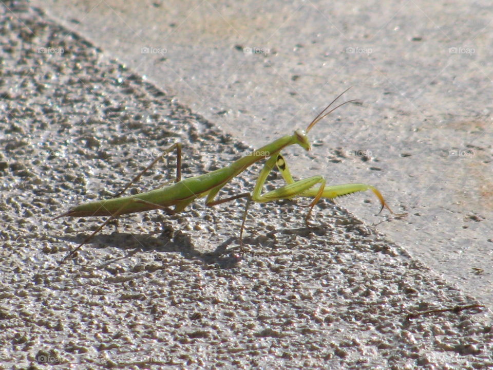 Preying Mantis. Preying Mantis I saw in Hillsboro,  Oregon. 