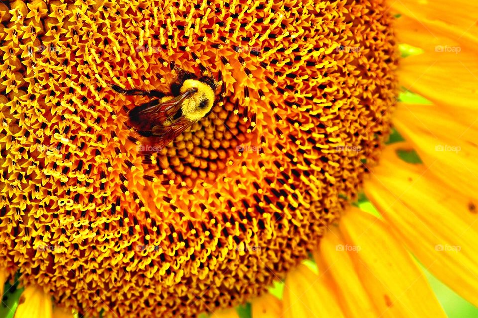 Bee and. Sunflower 