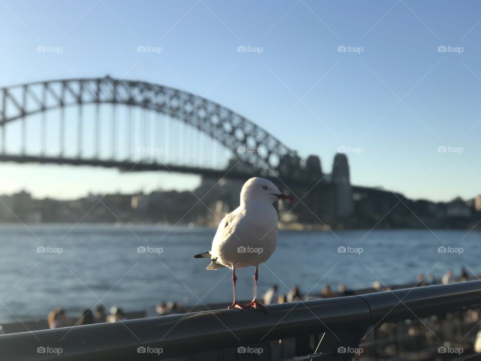 City view @the Harbor Bridge with the little bird😊😘 