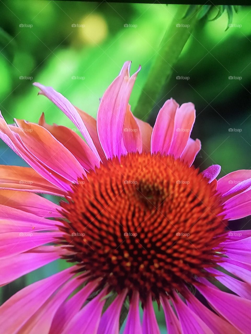 Amazing flower
