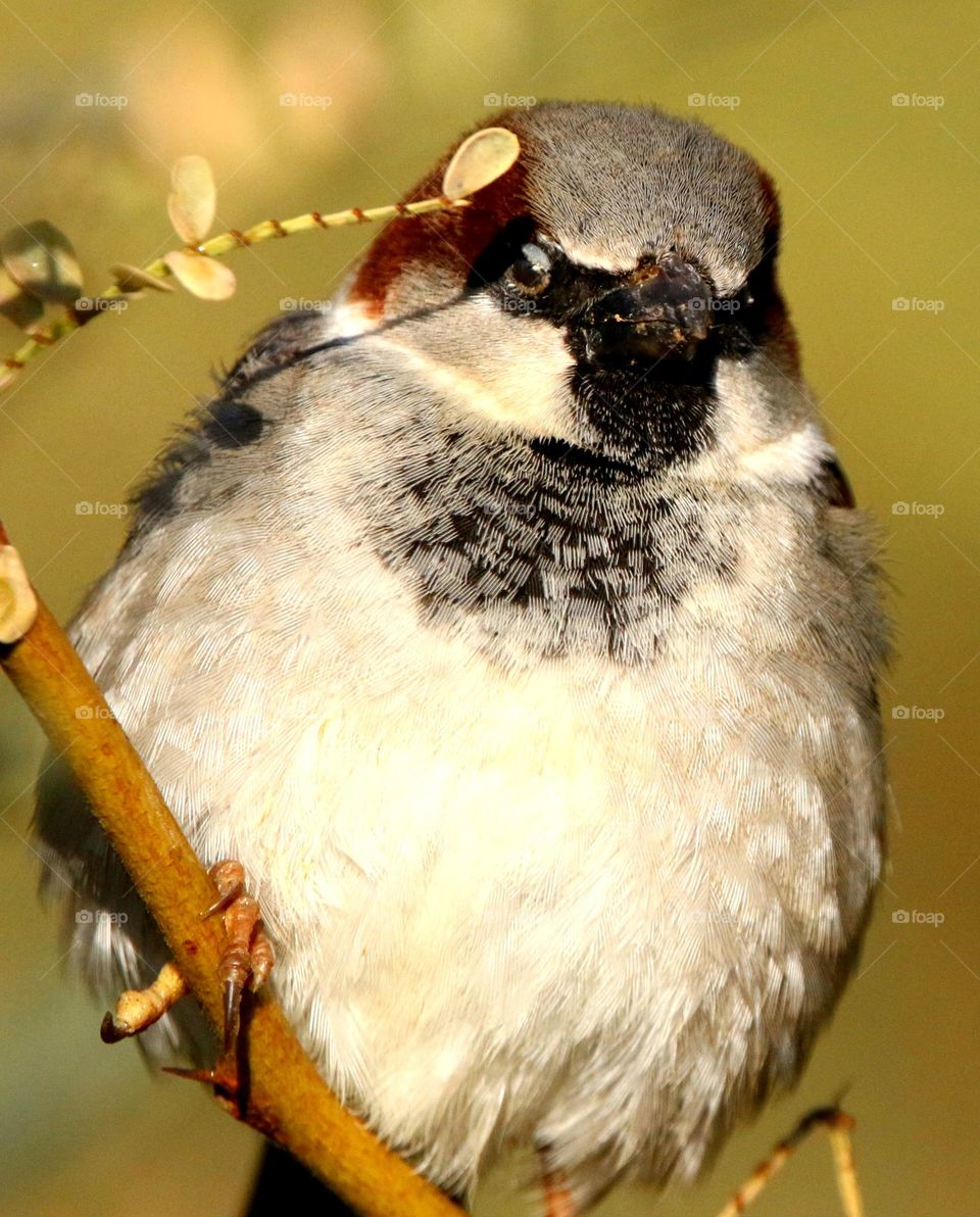Sparrow on a Winter Morning