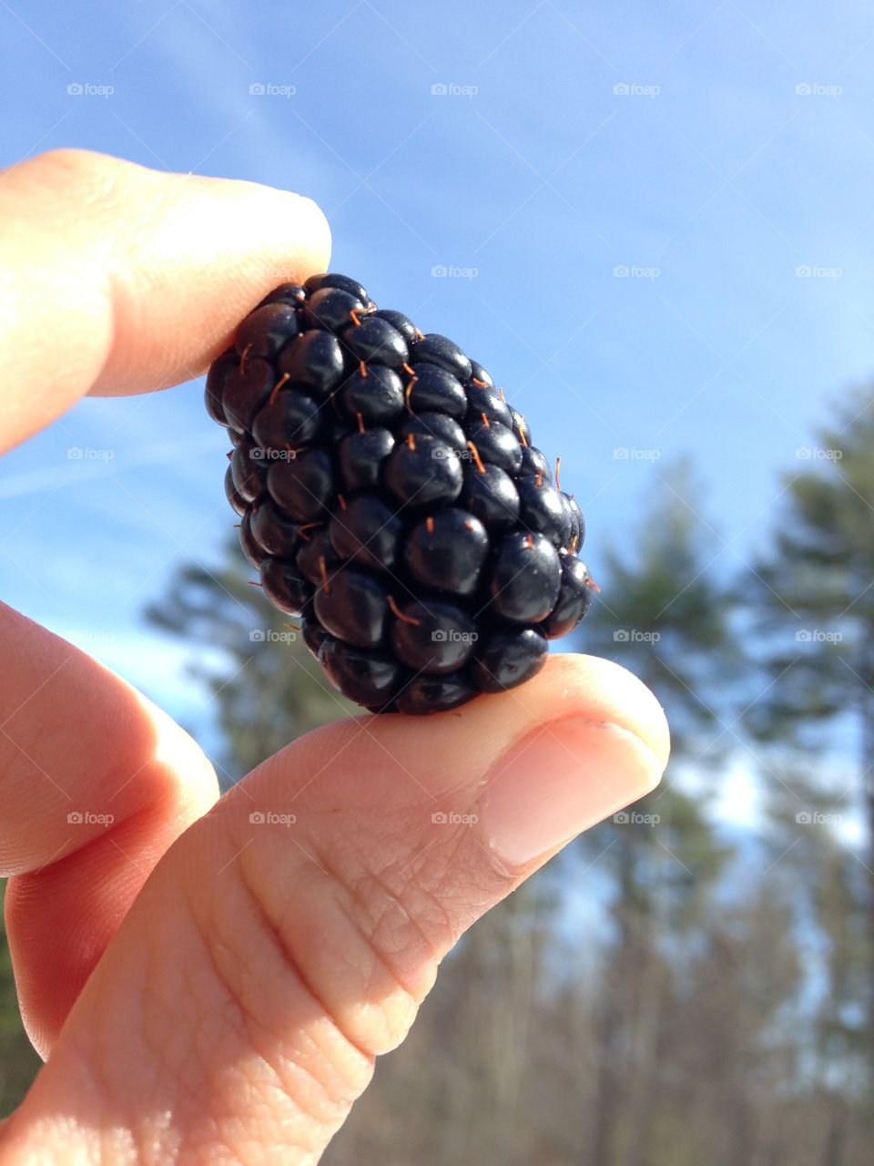 Blackberry 