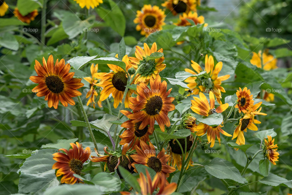 sunflowers bees and bumblebees