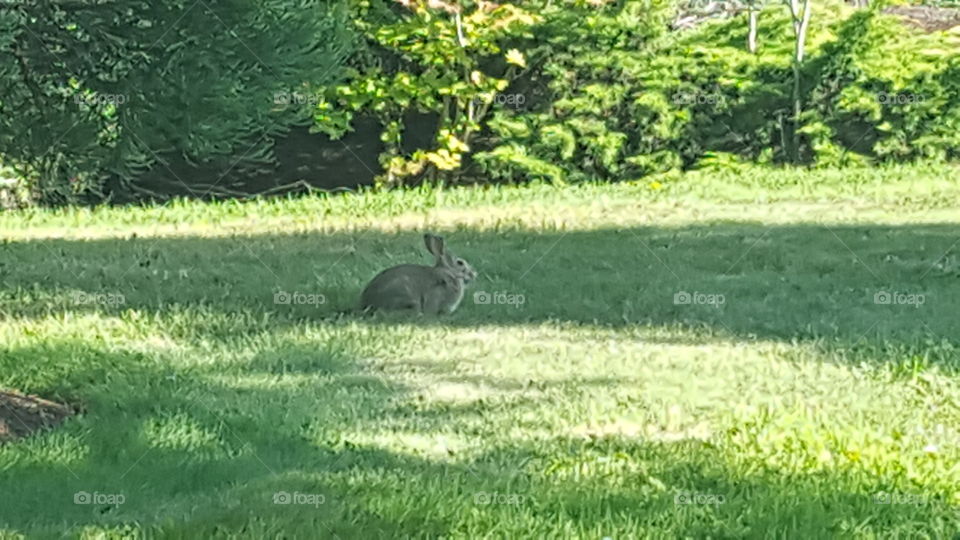 another bunny picture