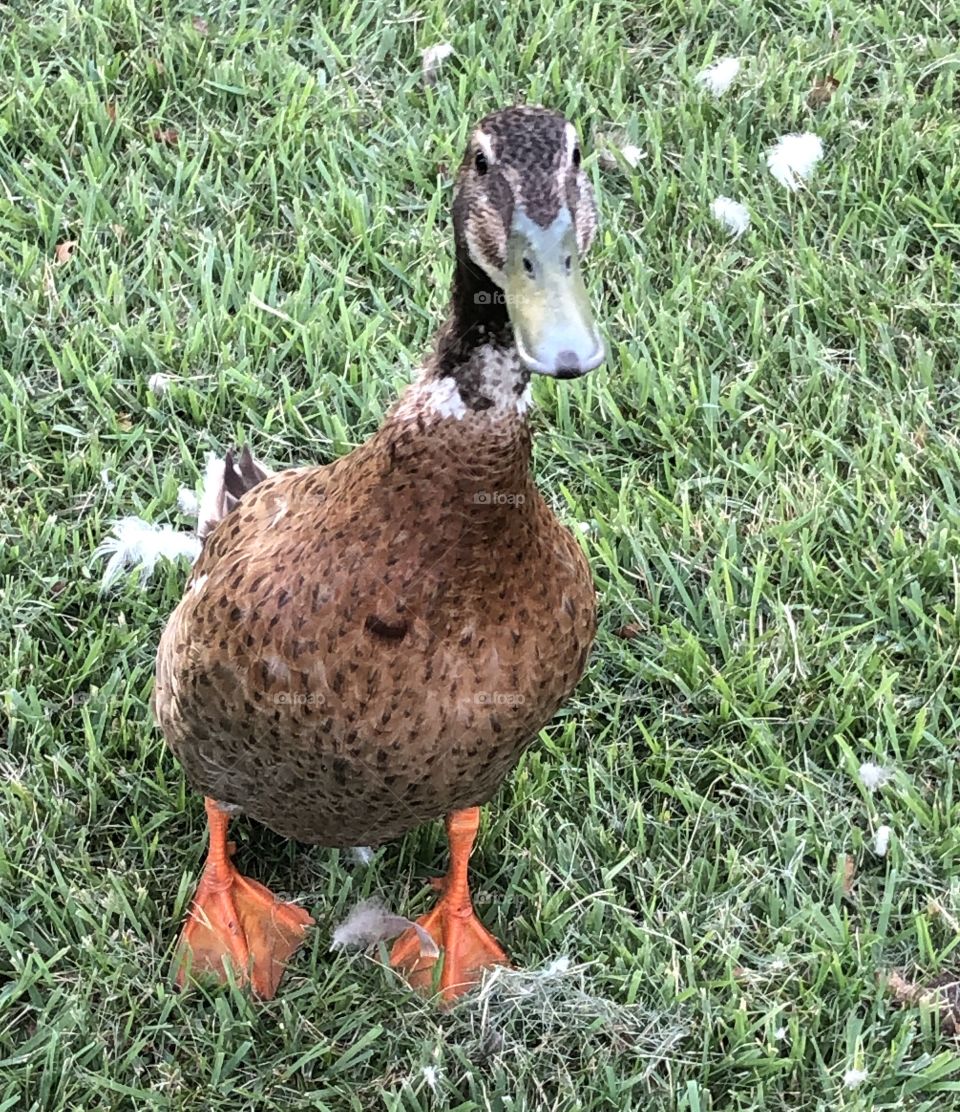 Colorful duck at the pond 