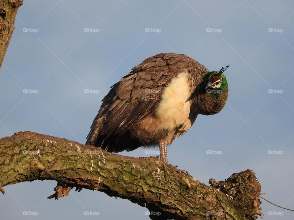 A peacock in a tree 