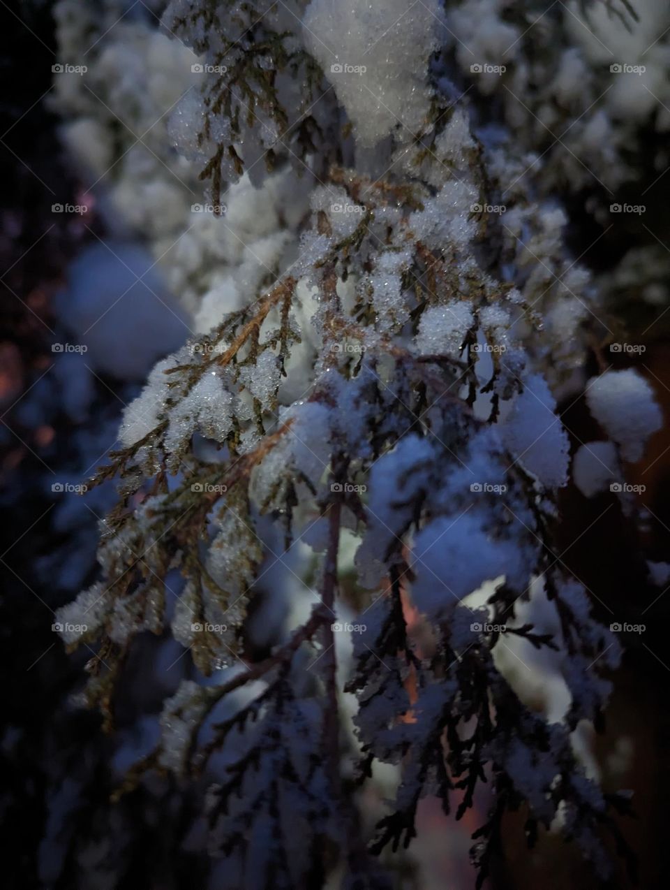 snowy branch