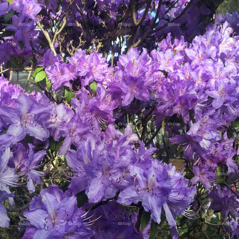 Lavender Rhododendrons 