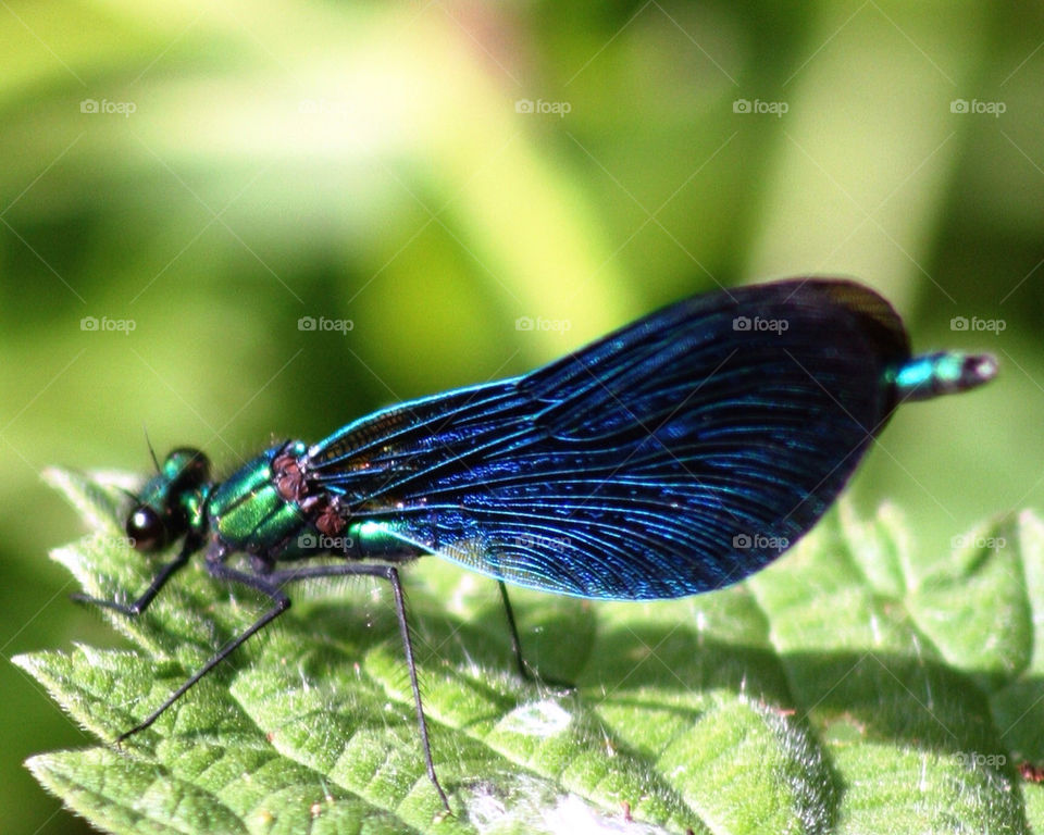 Beautiful demoiselle dragonfly