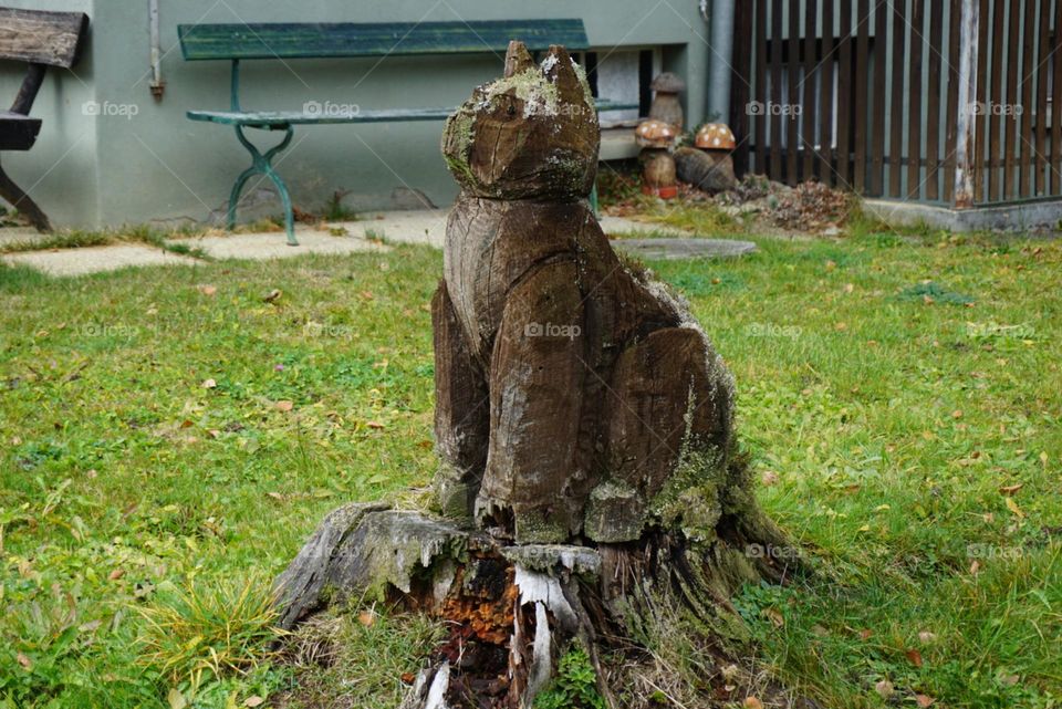 Wood#cat#nature#bench