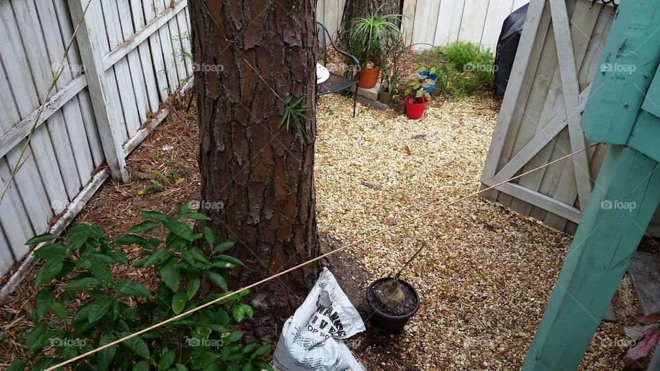 Garden, No Person, Leaf, Wood, Flora