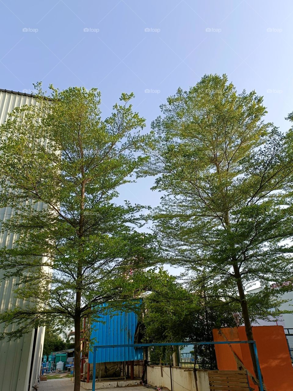 Beautiful two big trees