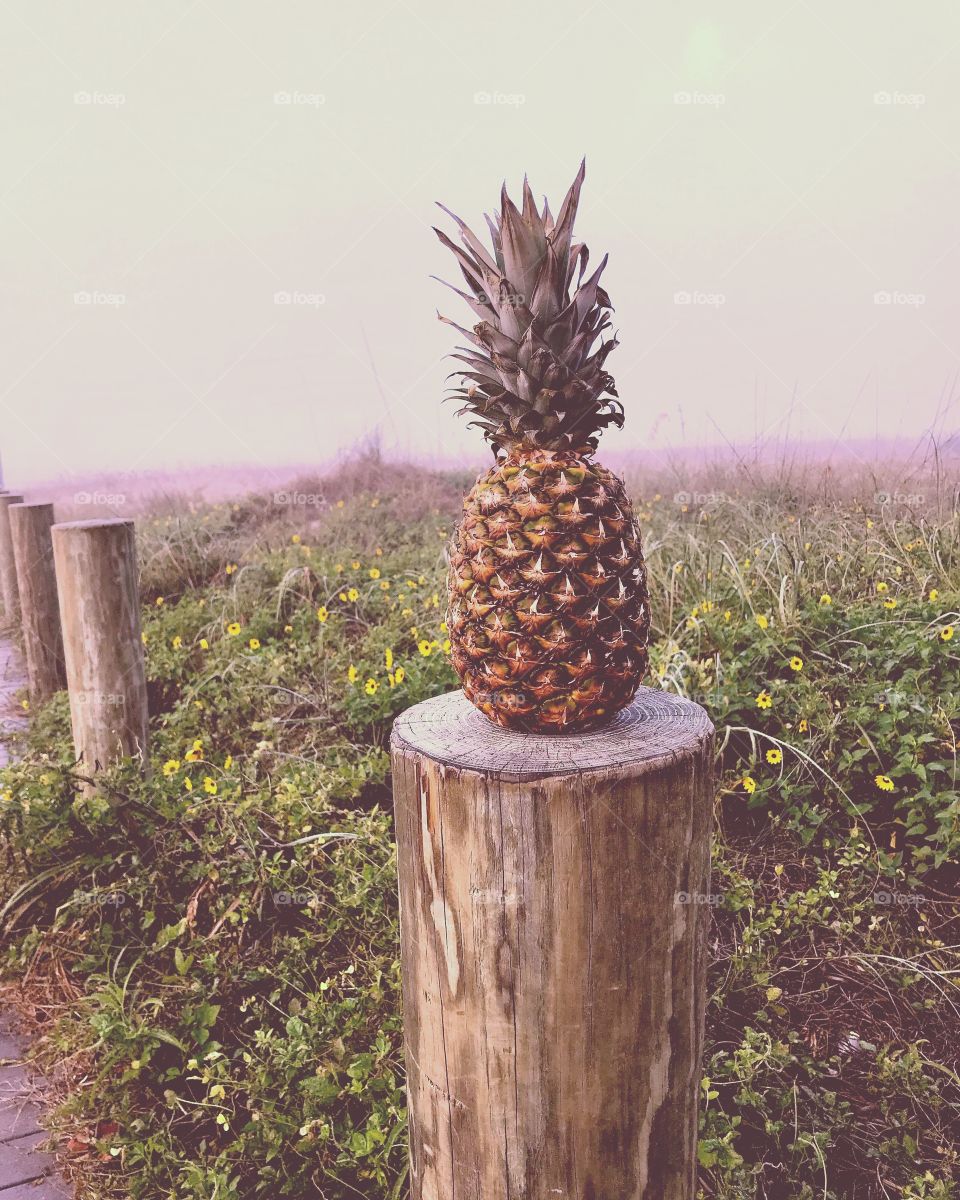 Pineapple-1977 filter