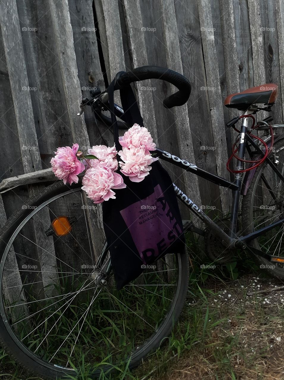 An aesthetic photo of one bicycle and a bouquet of the first summer peonies