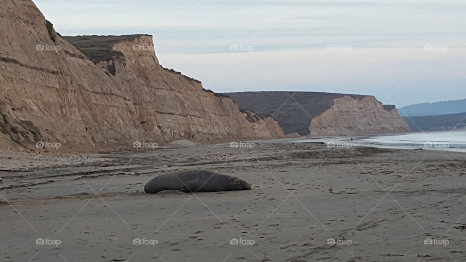 Elephant seal on beach