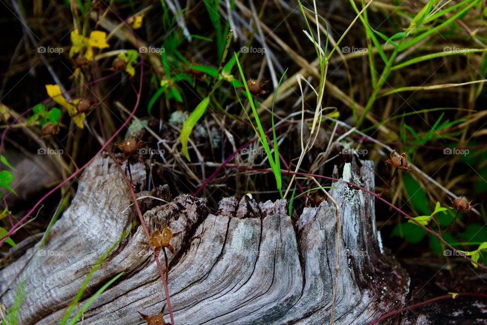 Old tree stump with grass growing from the center