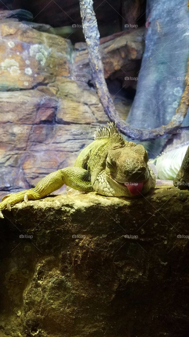 Happy Iguana