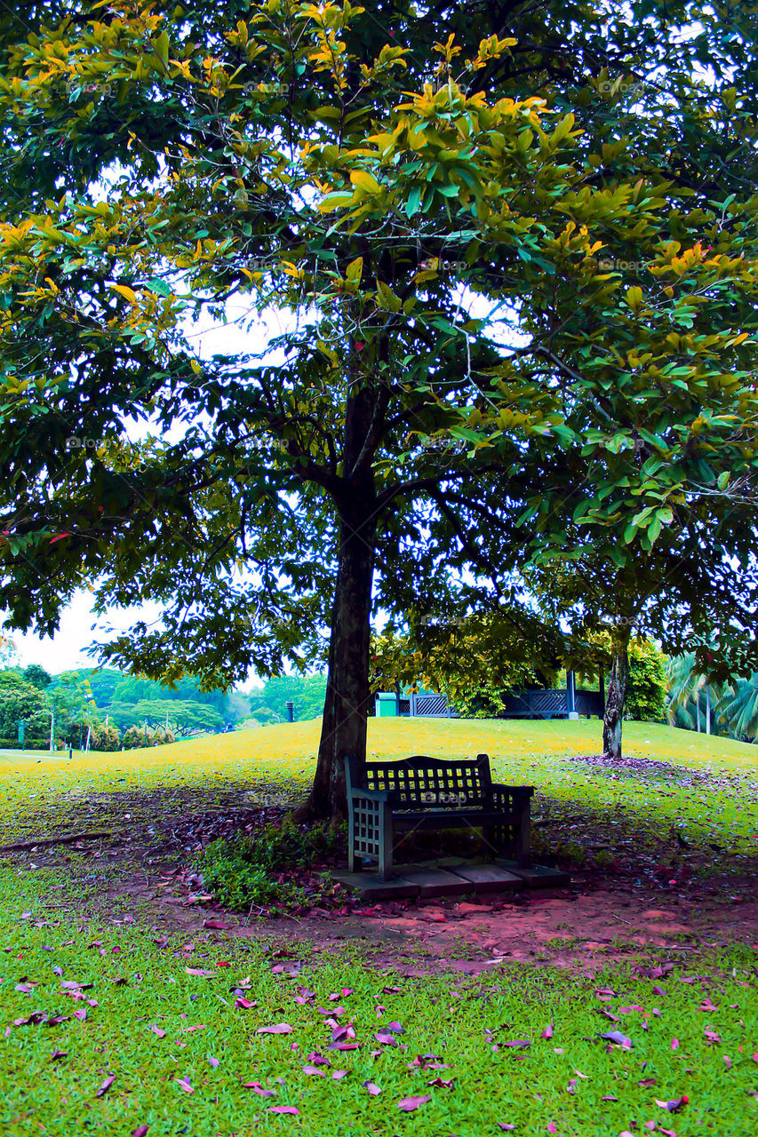 Park bench