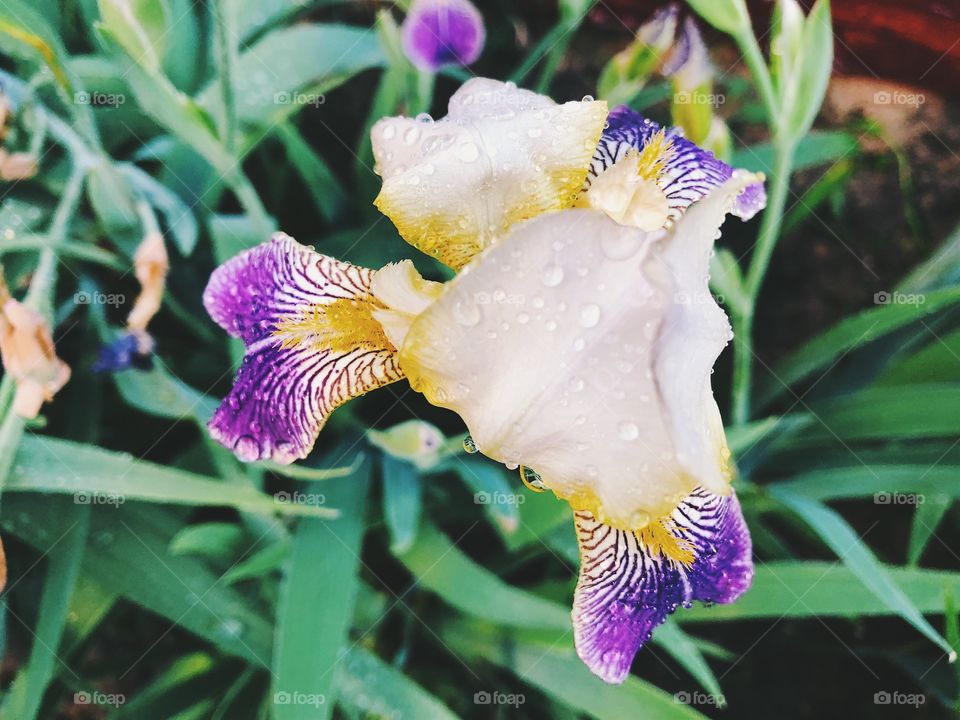 Closeup of summer flower