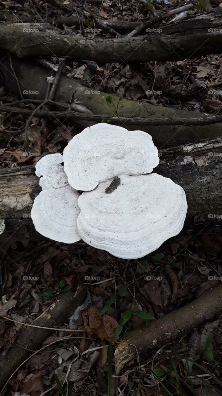 artist easel mushroom