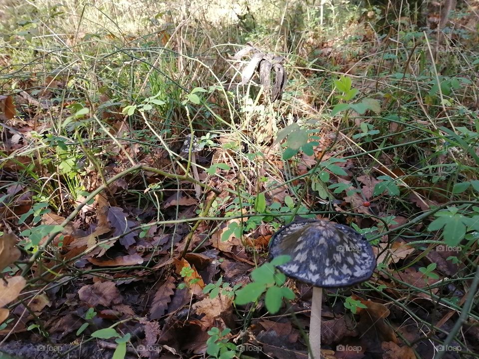 Mushrooms are queens of the forest...