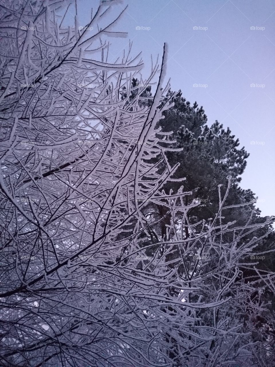 Icy tree's