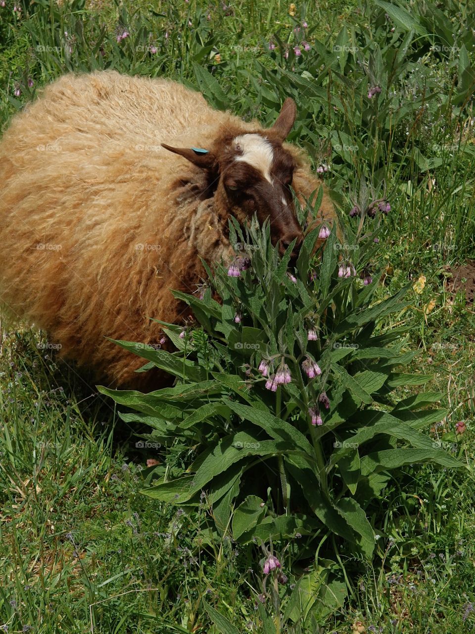 A sheep with full and colorful wool coat ready for spring shearing graze in a pasture on a farm in rural Lane County in Western Oregon.